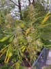 20170514_071942.jpg