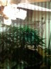 20170525_160527_1495746874008.jpg 20170525_160527_1495746874008.jpg