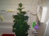 Grow 2  march 16 the flush 002.jpg
