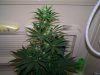 Grow 2  march 16 the flush 003.jpg