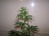 Grow 2  march 16 the flush 004.jpg