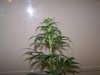 Grow 2  march 16 the flush 005.jpg