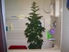 Grow 2  march 16 the flush 001.jpg