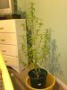 DSC01240.jpg