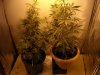 connsbrooke grow team 002.jpg