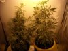 connsbrooke grow team 003.jpg