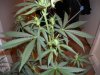 connsbrooke grow team 005.jpg