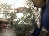 g13 labs power skunk.jpg