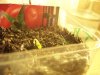 100_0223.jpg