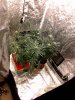 GSC & Berry Delight Group Wk3 1.jpg