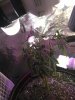 IMG_20170527_023441.jpg