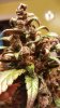 20170525_160828.jpg