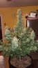 20170527_105238.jpg