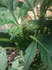 20170529_111355.jpg