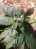 20170529_111417.jpg