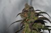 DSC_0047.JPG