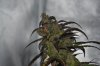 DSC_0049.JPG