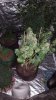 20170530_074245.jpg