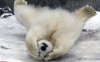upload_2017-5-31_17-13-21.jpeg
