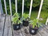 20170531_180438.jpg