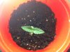 Seedling-BB.jpg Seedling-BB.jpg