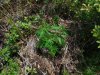 DSCF4816.JPG DSCF4816.JPG