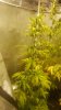 20170607_164551.jpg 20170607_164551.jpg