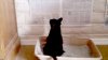 upload_2017-6-9_4-51-28.jpeg