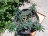 20170602_124658.jpg