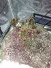 IMG_20170611_081618.jpg
