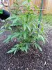 20170609_204521.jpg