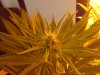 freaky buds.jpg