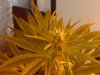 freaky buds 2.jpg