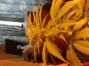 buds on plant 1.jpg