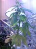 fragiletension-albums-3-4-weeks-picture40136-02.jpeg
