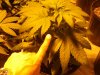 Big Bud Fan Leaves.jpg