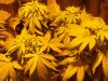 Big Bud 6-Weeks 3-20-09.jpg