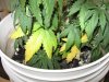 yellowing.jpg