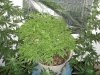 DSC00778.jpg