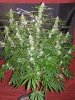 jacked-up pheno 2 day 35 (2).JPG