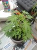 IMG_20170613_103828.jpg