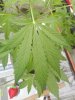IMG_20170613_103846.jpg