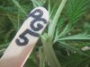 pg-5-2.JPG