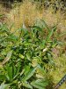 20170619_134901.jpg
