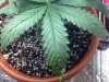 plant-trouble.jpg plant-trouble.jpg