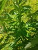 20170623_151240.jpg