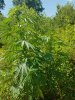 20170623_151231.jpg