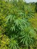 20170623_151222.jpg