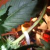 IMG_20170624_084915_004.jpg