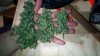 IMG_20170624_185507.jpg